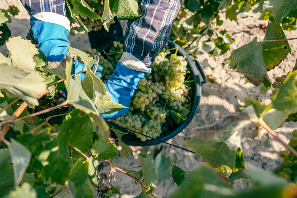 Vinhos do Tejo estimam 10% de crescimento na vindima