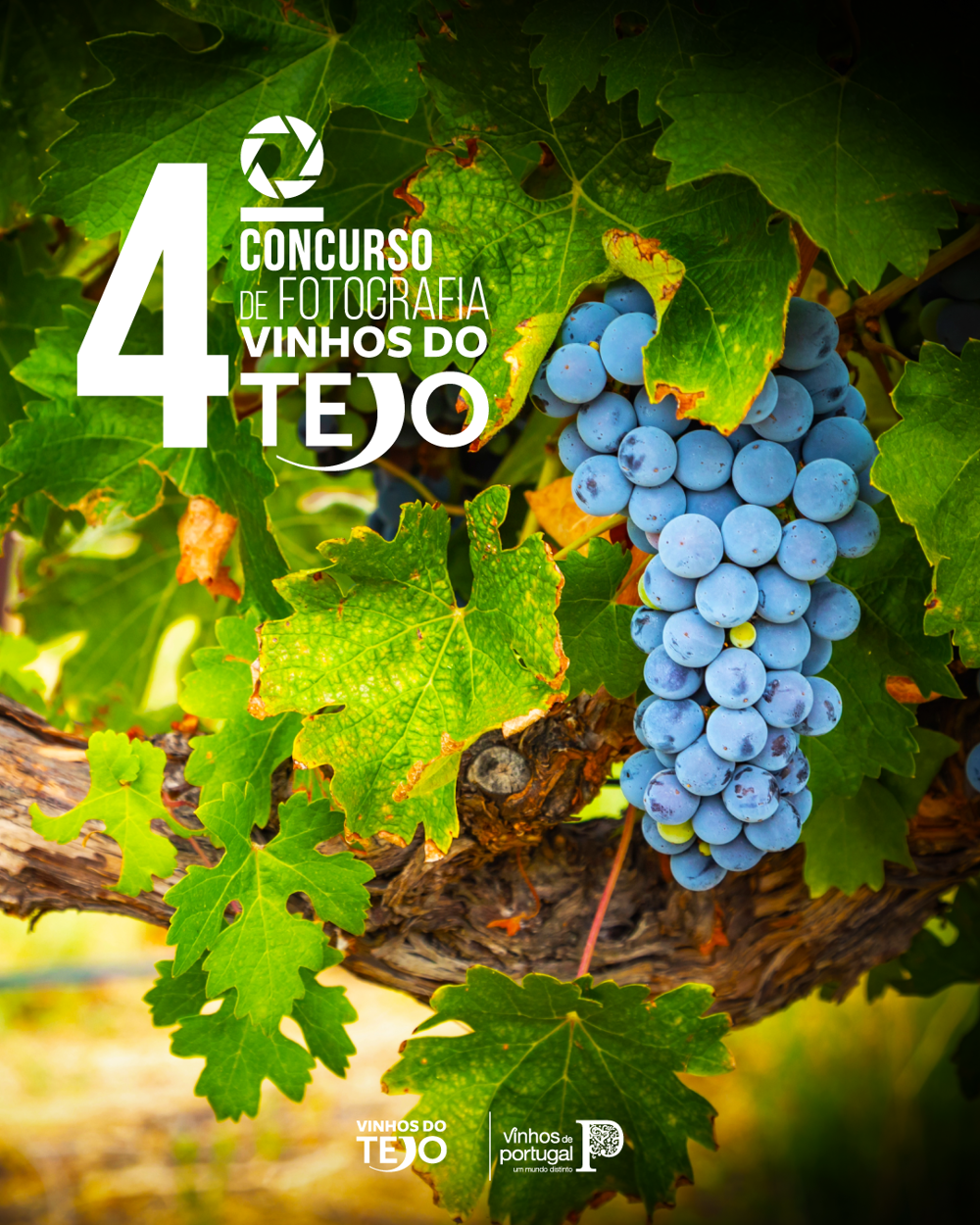 Concurso convida a olhar fotográfico sobre os vinhos e a região do Tejo