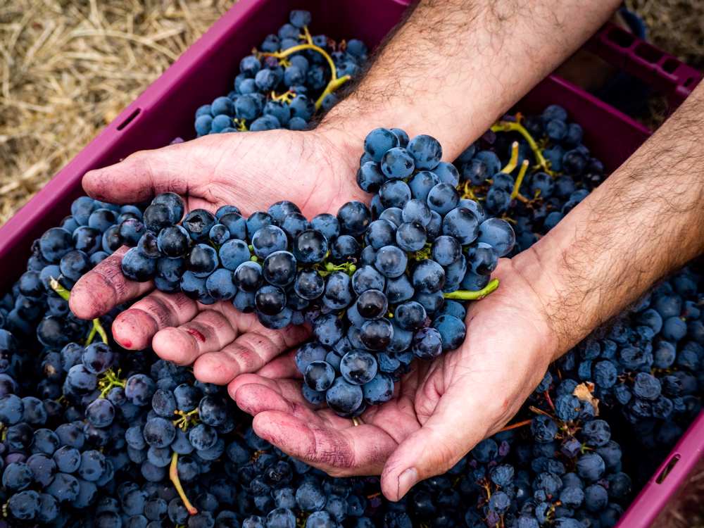 Rota dos Vinhos do Tejo com oito programas de vindimas 